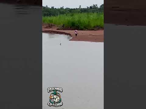 Pesca de Bagres en el RIO SAN FRANCISCO Yuto Jujuy ese es mi cuñao