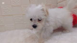 マルチーズの動画01