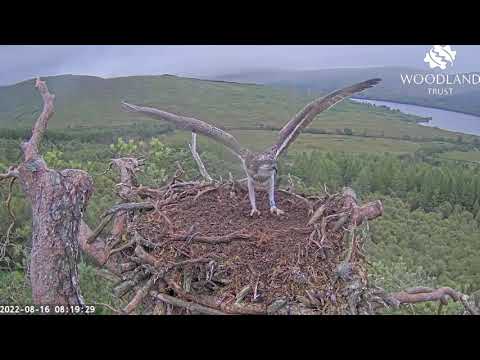 Sarafina has a tantrum!