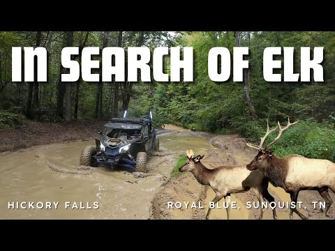 In search of Elk at Royal Blue, TN
