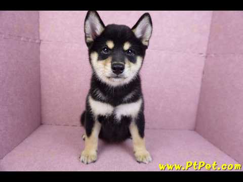 10/15黑色柴犬母幼犬(桃園龜山)