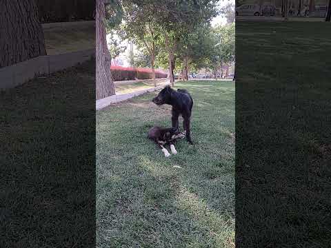 The game of two street dogs