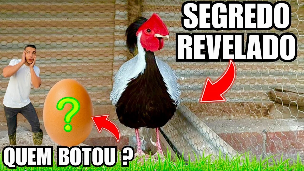 Cortejo Faisão Prateado e Revelação de UMA NOVA POSTURA | Filhotes de pombo | Aves Recriar