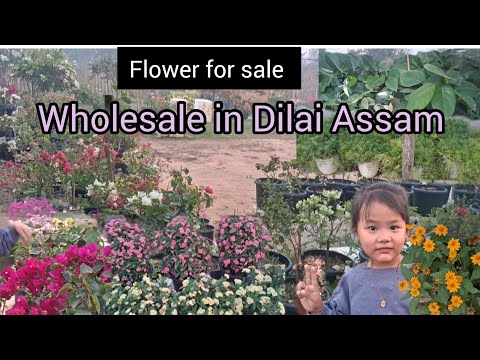 #flowers #wholesale #available in #Dilai #Assam
