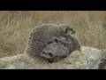 Meerkats Get Cosy