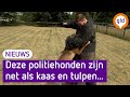 New Yorkse politiehonden worden getraind in Stroe