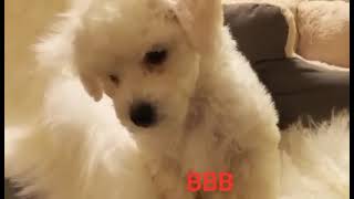 Video preview image #1 Bichon Frise Puppy For Sale in ORLANDO, FL, USA