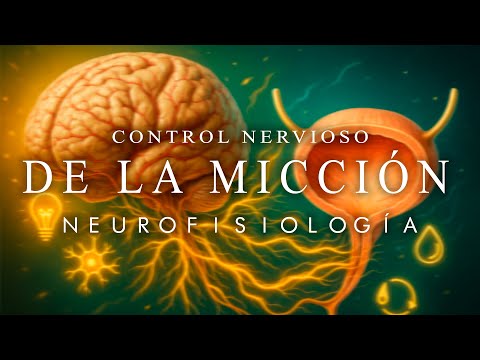 Neurofisiología de la Micción - Desde el Urotelio hasta los Centros de Control Suprapontinos