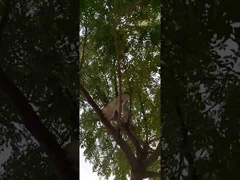 two cats on tree
