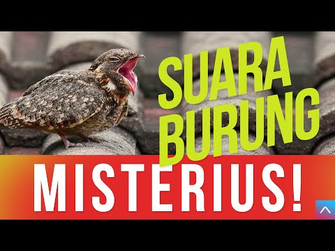 Suara Burung CABAK - Burung Malam