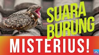 Download lagu Suara Burung CABAK - Burung Malam mp3 Download lagu Suara Burung CABAK - Burung Malam mp3