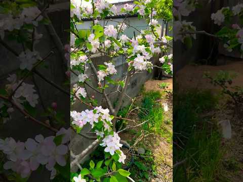 リンゴの木の根元に関連する植物はどれですか?  庭園