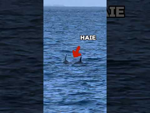 Ich tauche mit Haien im Meer 🦈😳