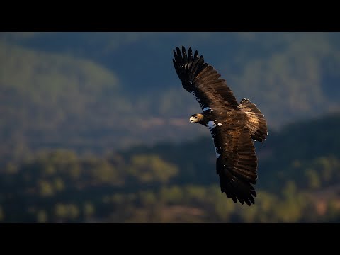 Iberia Infinite Nature - Trailer 2023