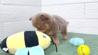 ハーフ犬の動画01