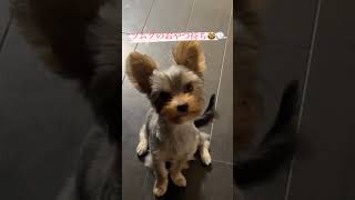俺のペット！かわちぃだろ！！