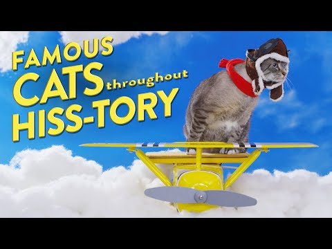 4 Famous Cats Throughout History | Chewy