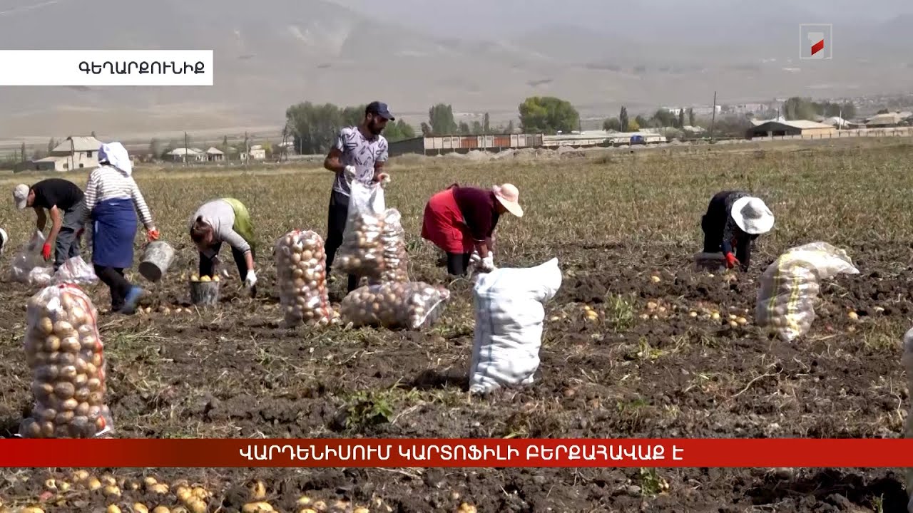 Վարդենիսում կարտոֆիլի բերքահավաք է