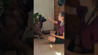 18 Malinois otras tecnicas para el apport