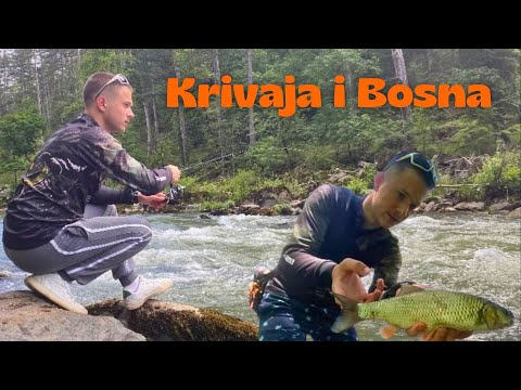Klenovi sa Krivaje i Bosne. Nove Avanture širom BIH !