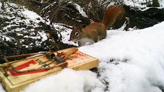 Squirrel Trapping with Rat Traps