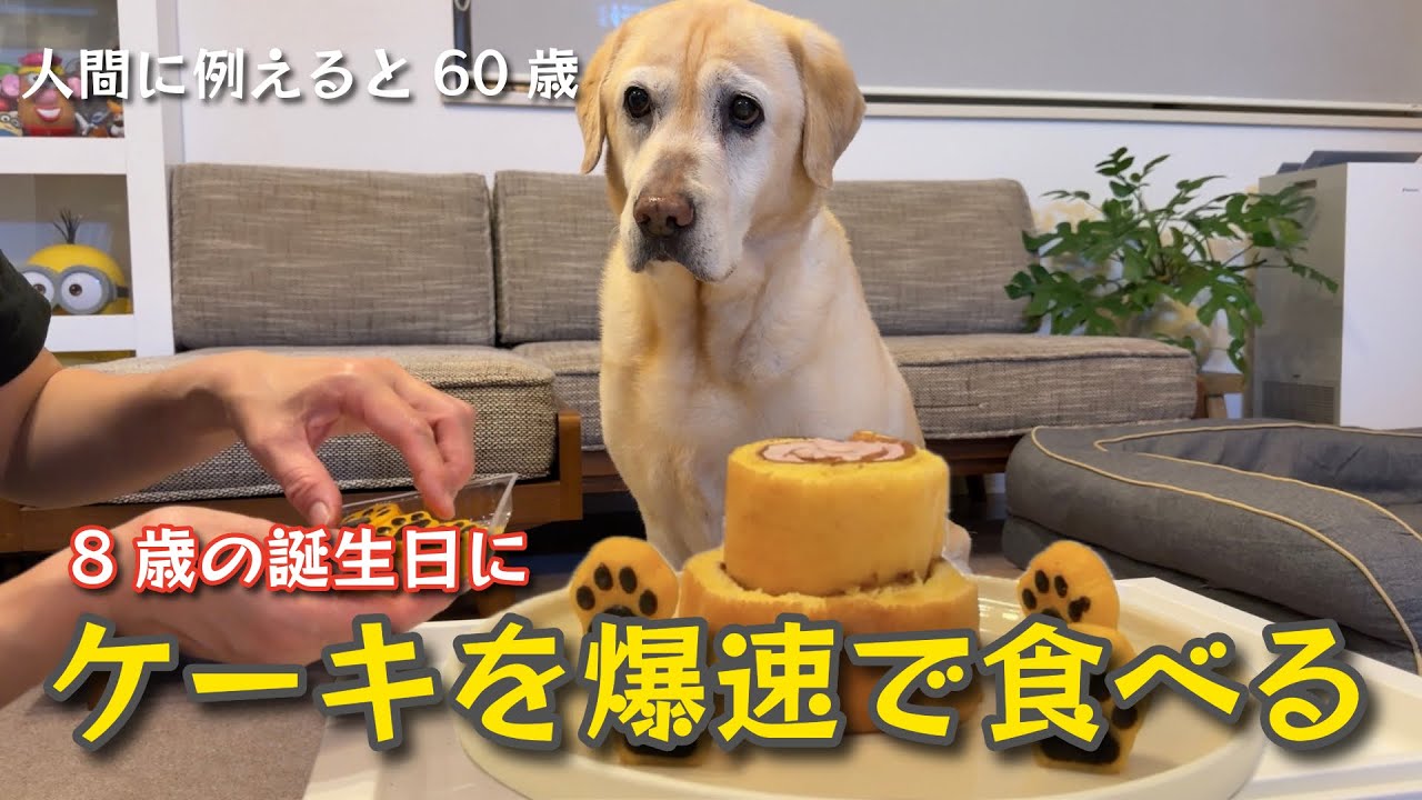 人間に例えると60歳？8歳の誕生日にケーキを爆速で食べる ラブラドールレトリーバーのチャピー