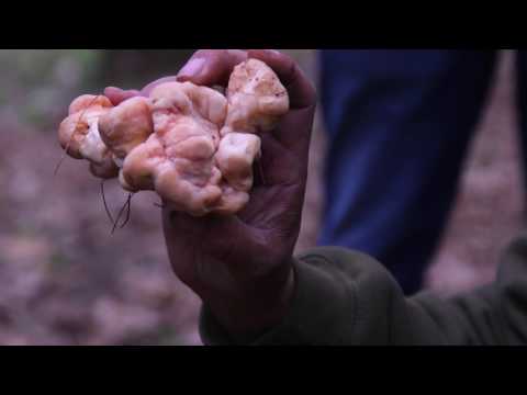 download lagu mp3 mp4 Mycological Society, download lagu Mycological Society gratis, unduh video klip Mycological Society