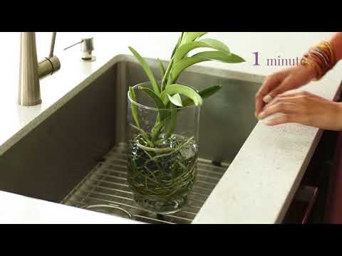 How do I water my Vanda Orchid?