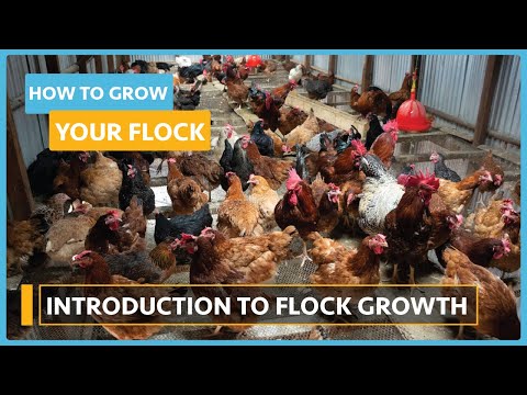 How to Grow your Flock Lesson 3 Breeds and Incubation