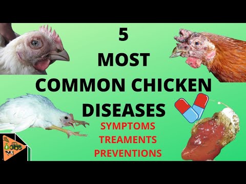 HOW TO PREVENT AND TREAT THE 5 MOST COMMON CHICKEN DISEASES (newcastle, fowl pox, marek's, coccidia.