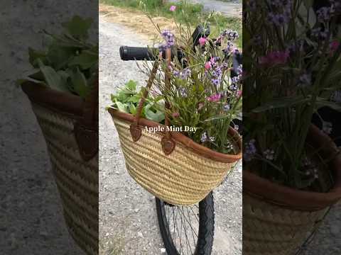 フィールドミント 植物