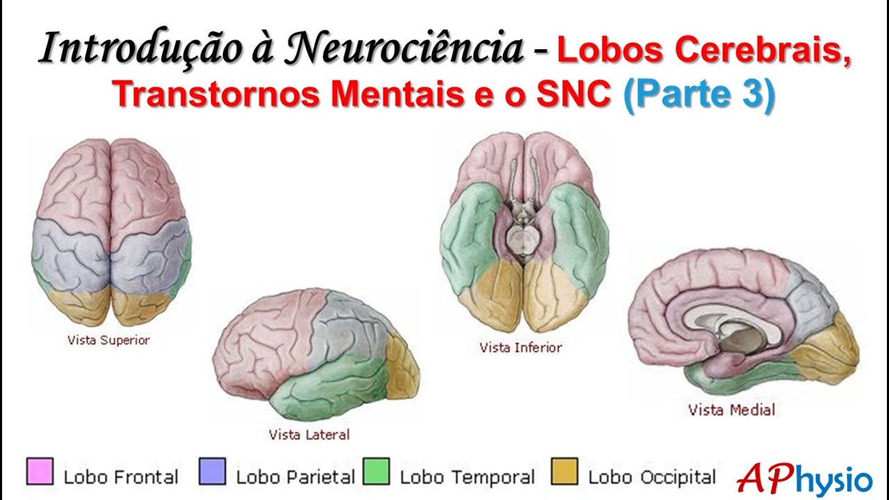 Introdução à Neurociência - Lobos Cerebrais, Transtornos Mentais e o SNC (Parte 3)