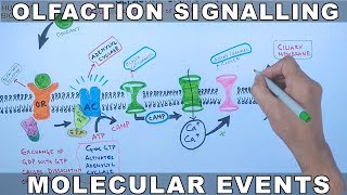 Olfaction Signalling | Molecular Events of Olfaction Signalling