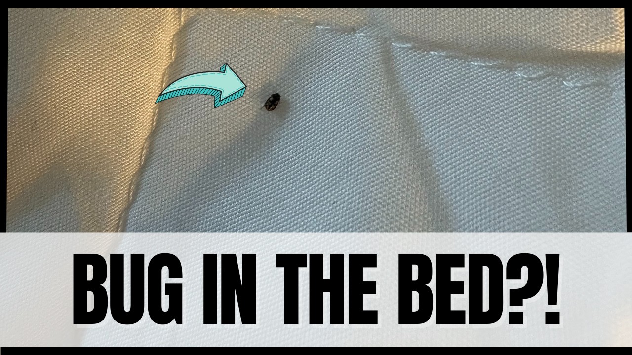 Carpet Beetle vs Bed Bug: Which One Did You Find?