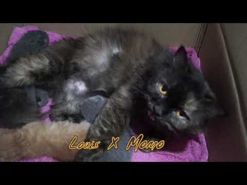 Baby Cat 7 days old (With her mama cat)