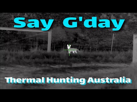 Say G'day • Hunting Australia • Getting their attention