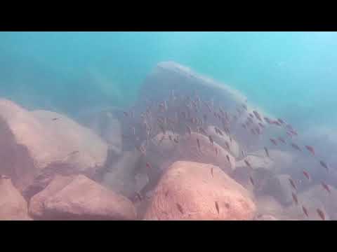 Petrochromis fasciolatus a Isanga