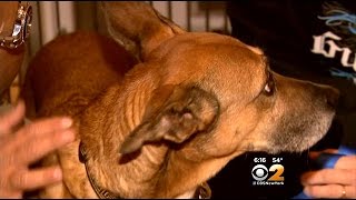 Long Island Dog To Be Reunited With Loving Family