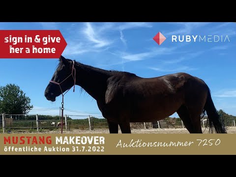 Eine besonderen Mustang ein Zuhause geben, jetzt in der Auktion mitbieten | MUSTANG MAKEOVER 2022