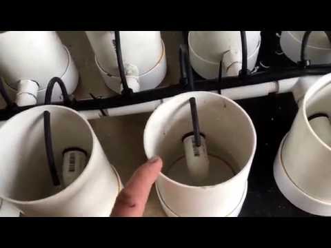 Micro hydroponic Dutch bucket system