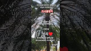 ​호치민에서 들려주는 성리의 '카사블랑카'! 분위기에 취한다.. 🥃#성리 #카사블랑카 #무명전설 #힐링영상 …