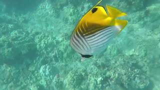 &quot;Waiting For the Sun&quot; by Wilfred N &amp; the Grown Men