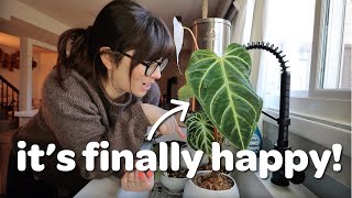 repotting new plants & other fun plant chores!