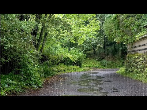 Soft Rain Sounds in Country Road 10 Hours - Rain Sounds to Relax, Sleep, Study, Stress Relief
