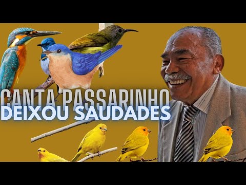 CANTA PASSARINHO - DEIXOU SAUDADES || VALDOMIRO SILVA - MUSEUMPC.COM.BR