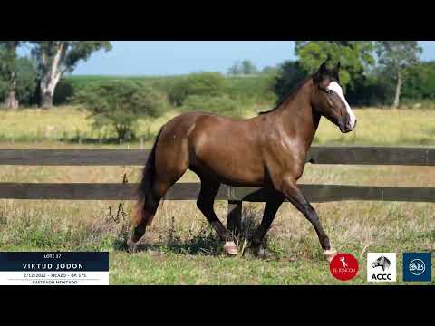 Lote 17 Virtud Jodon