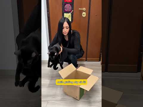 Chú mèo tưởng sen xé rách giường ngủ 🤣
