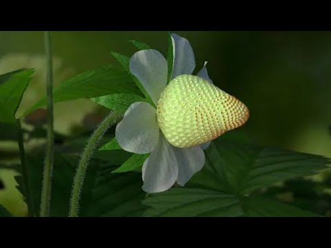 Strawberry -time- lapse