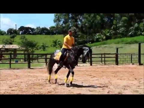 download lagu mp3 mp4 Cavalo Lusitano Para Venda, download lagu Cavalo Lusitano Para Venda gratis, unduh video klip Cavalo Lusitano Para Venda