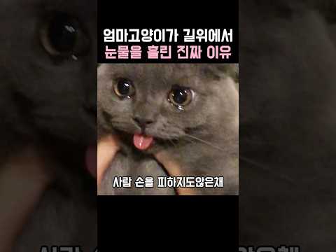 엄마고양이가 길위에서 눈물을 흘린 진짜 이유